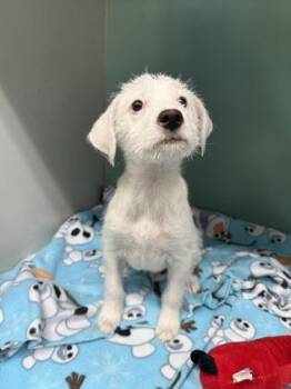 Yeti -  Mixed Breed Dog for Adoption in Fort Worth, Texas - Yeti | PetCurious