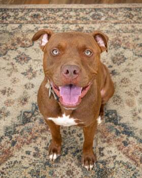 Guinness -  American Staffordshire Terrier Dog for Adoption in Gulfport, Mississippi - Guinness | PetCurious