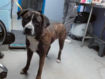 TRICIA -  Boxer and Pit Bull Terrier Dog for Adoption in Albuquerque, New Mexico - TRICIA | PetCurious