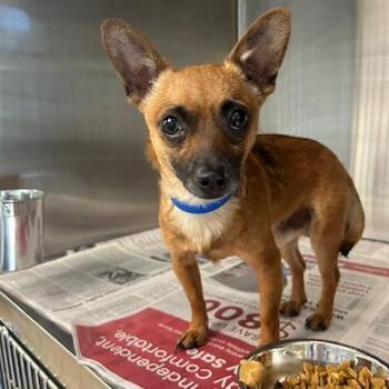 Chihuahua and Mixed Breed Dogs Available for Adoption in Knoxville, Tennessee - Raphael | PetCurious