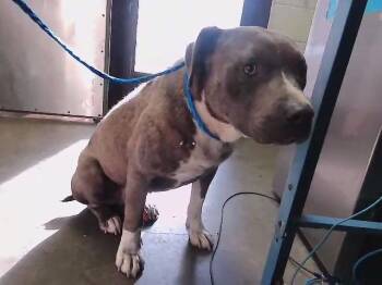 RALPH -  Pit Bull Terrier Dog for Adoption in Tulsa, Oklahoma - RALPH | PetCurious