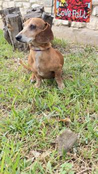 Max D -  Dachshund Dog for Adoption in New Bedford, Massachusetts - Max D | PetCurious