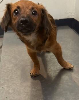 Teddy Tinkle -  Mixed Breed Dog for Adoption in Ocala, Florida - Teddy Tinkle | PetCurious
