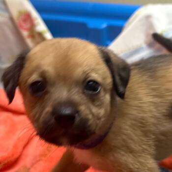 Coffee (purple collar) -  Mixed Breed Dog for Adoption in Winston-salem, North Carolina - Coffee (purple Collar) | PetCurious