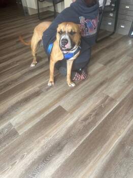 Boxer Dogs Available for Adoption in Pine Grove, Pennsylvania - Barney | PetCurious