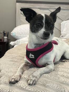 Lobo -  Chihuahua Dog for Adoption in Ashville, Ohio - Lobo | PetCurious
