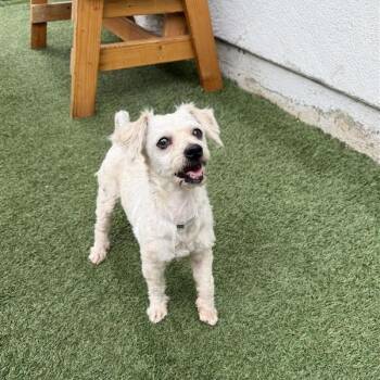 Snowball -  Poodle and Mixed Breed Dog for Adoption in Hawthorne, California - Snowball | PetCurious