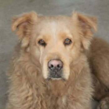 Jungle -  Retriever Dog for Adoption in Kingman, Arizona - Jungle | PetCurious