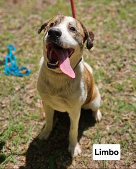 Shepherd Dogs Available for Adoption in Rockaway, New Jersey - Limbo Dixon | PetCurious
