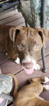 Mixed Breed Dogs Available for Adoption in Chamblee, Georgia - Alpha | PetCurious