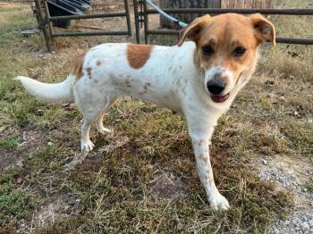 Mabel -  Yellow Labrador Retriever and Cattle Dog Dog for Adoption in Homer Glen, Illinois - Mabel | PetCurious