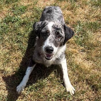 Nubs -  Australian Shepherd and Mixed Breed Dog for Adoption in Wadena, Minnesota - Nubs | PetCurious