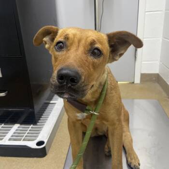 Tyla -  Terrier and Mixed Breed Dog for Adoption in Corpus Christi, Texas - Tyla | PetCurious