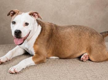 American Bully Dogs Available for Adoption in Nahunta, Georgia - LUCY | PetCurious