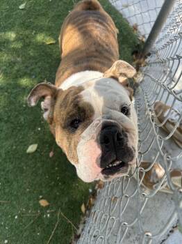 English Bulldog Dogs Available for Adoption in Ontario, California - Chanel | PetCurious