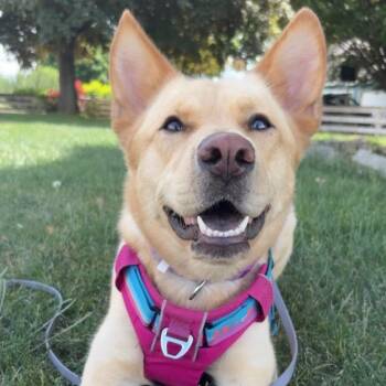 Ms. Gorgeous Charlotte -  German Shepherd Dog and Australian Cattle Dog Blue Heeler Dog for Adoption in Ridgefield, Washington - Ms. Gorgeous Charlotte | PetCurious