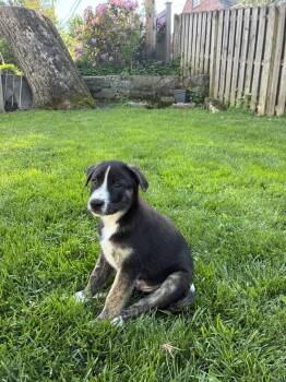 Mixed Breed Dogs Available for Adoption in Jefferson Hills, Pennsylvania - Luca | PetCurious