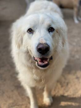 Rescue Great Pyrenees Dogs for Adoption in Greenville, South Carolina - Libby - PLEASE READ ALL INFORMATION | PetCurious
