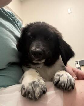 Donatellis / Grizzly -  Labrador Retriever and Mixed Breed Dog for Adoption in Broomfield, Colorado - Donatellis / Grizzly | PetCurious