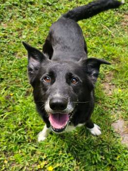 Owen -  Border Collie and Shepherd Dog for Adoption in Crescent City, California - Owen | PetCurious