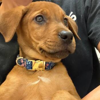 Flora -  Hound and Mixed Breed Dog for Adoption in Greensboro, Georgia - Flora | PetCurious