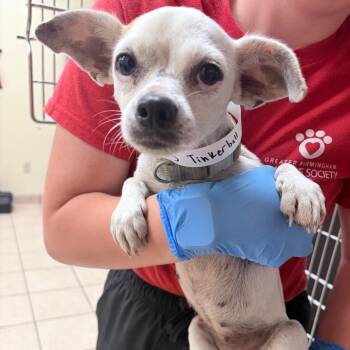 Tinkerbell -  Chihuahua Dog for Adoption in Birmingham, Alabama - Tinkerbell | PetCurious