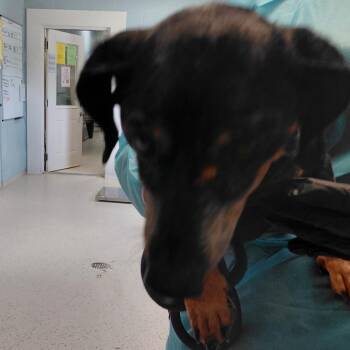 Little Man 2192 -  Dachshund and Mixed Breed Dog for Adoption in Loxahatchee Groves, Florida - Little Man 2192 | PetCurious