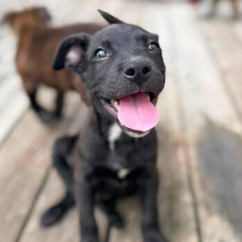 Fudge -  Pit Bull Terrier Dog for Adoption in Ayden, North Carolina - Fudge | PetCurious