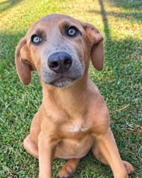 Pup Cumin -  Weimaraner and Labrador Retriever Dog for Adoption in Washington, District Of Columbia - Pup Cumin | PetCurious