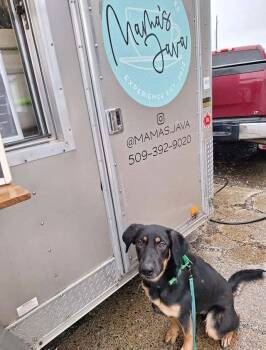 Rescue German Shepherd Dog Dogs for Adoption in West Richland, Washington - Pepper | PetCurious