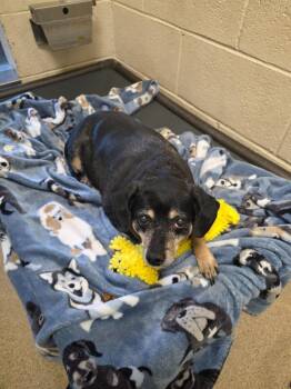 Chihuahua Dogs Available for Adoption in Millcreek, Utah - Ritz | PetCurious