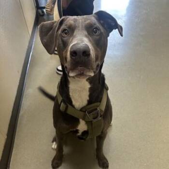 Doberman Pinscher and Mixed Breed Dogs Available for Adoption in Merriam, Kansas - Pokey | PetCurious