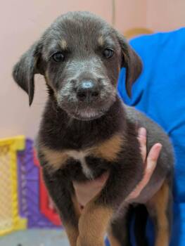 Crimson -  Mixed Breed Dog for Adoption in Huntsville, Alabama - Crimson | PetCurious