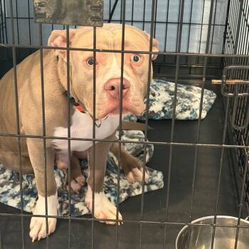 Macho -  Mixed Breed Dog for Adoption in Port Charlotte, Florida - Macho | PetCurious