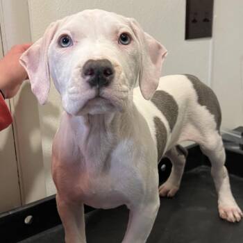 Pit Bull Terrier Dogs Available for Adoption - Janey | PetCurious