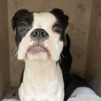 Boxer and Terrier Dogs Available for Adoption in Indianapolis, Indiana - Sissy | PetCurious