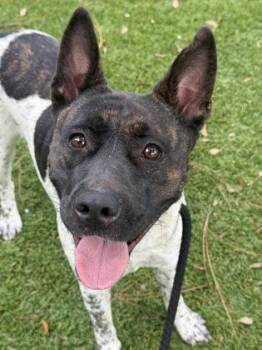 Samantha - 2 -  Akita and Cattle Dog Dog for Adoption in Daytona Beach, Florida - Samantha - 2 | PetCurious