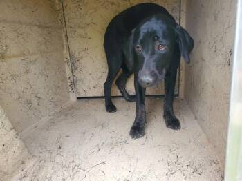 Labrador Retriever Dogs Available for Adoption in Rowlett, Texas - FJORN | PetCurious