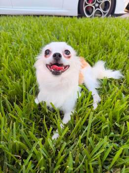 Coco -  Pomeranian Dog for Adoption in Sugar Land, Texas - Coco | PetCurious
