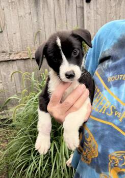 Becky -  Border Collie and Retriever Dog for Adoption in Bull Valley, Illinois - Becky | PetCurious