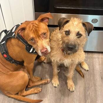 Mixed Breed Dogs Available for Adoption - Bowie | PetCurious