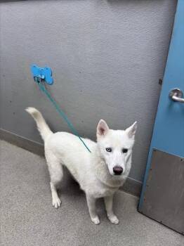 RANDO -  Siberian Husky Dog for Adoption in Las Vegas, Nevada - RANDO | PetCurious