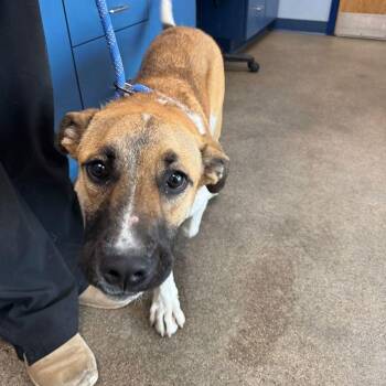 Basset Hound and Boxer Dogs Available for Adoption - Keini/frankinstien | PetCurious