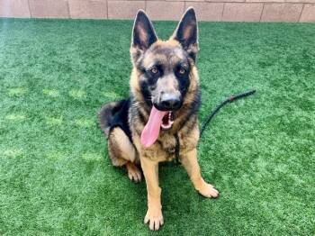German Shepherd Dog Dogs Available for Adoption - URGENT! SAVE ME PLEASE! Paige #A548269 | PetCurious