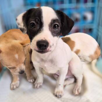 Porkchop -  Jack Russell Terrier Dog for Adoption in Wahiawa, Hawaii - Porkchop | PetCurious