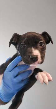 Mary (AVAILABLE 8/17) -  Mixed Breed Dog for Adoption in Leverett, Massachusetts - Mary (AVAILABLE 8/17) | PetCurious