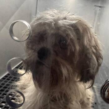 Clarkson -  Mixed Breed Dog for Adoption in Philadelphia, Pennsylvania - Clarkson | PetCurious