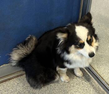 Australian Shepherd Dogs Available for Adoption in Bartlesville, Oklahoma - Bindi | PetCurious