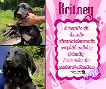 Labrador Retriever and Black Mouth Cur Dogs Available for Adoption in Lumberton, Texas - Britney | PetCurious