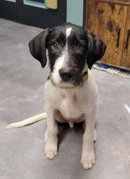 Barnaby -  German Wirehaired Pointer Dog for Adoption in Lisbon, Ohio - Barnaby | PetCurious